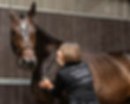 Equine Sports & Rehabilitation Massage Therapy