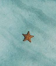 Star fish plash.jpg