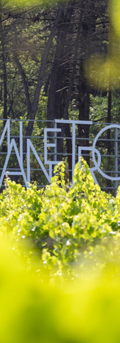 Enseigne du Domaine Tropez au cœur du vignoble, expérience authentique en Côtes de Provence.