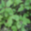 red twig dogwood plants