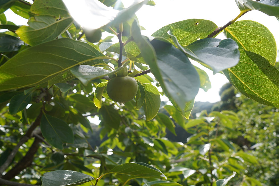 ただいまの柿の様子。