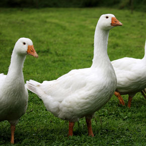 Our Duck Farm - Crops and Cattles