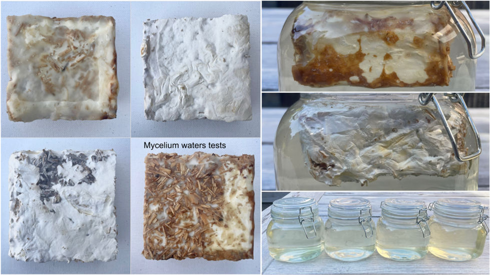 Mycelium tests (with and without beeswax) in shallow water samples