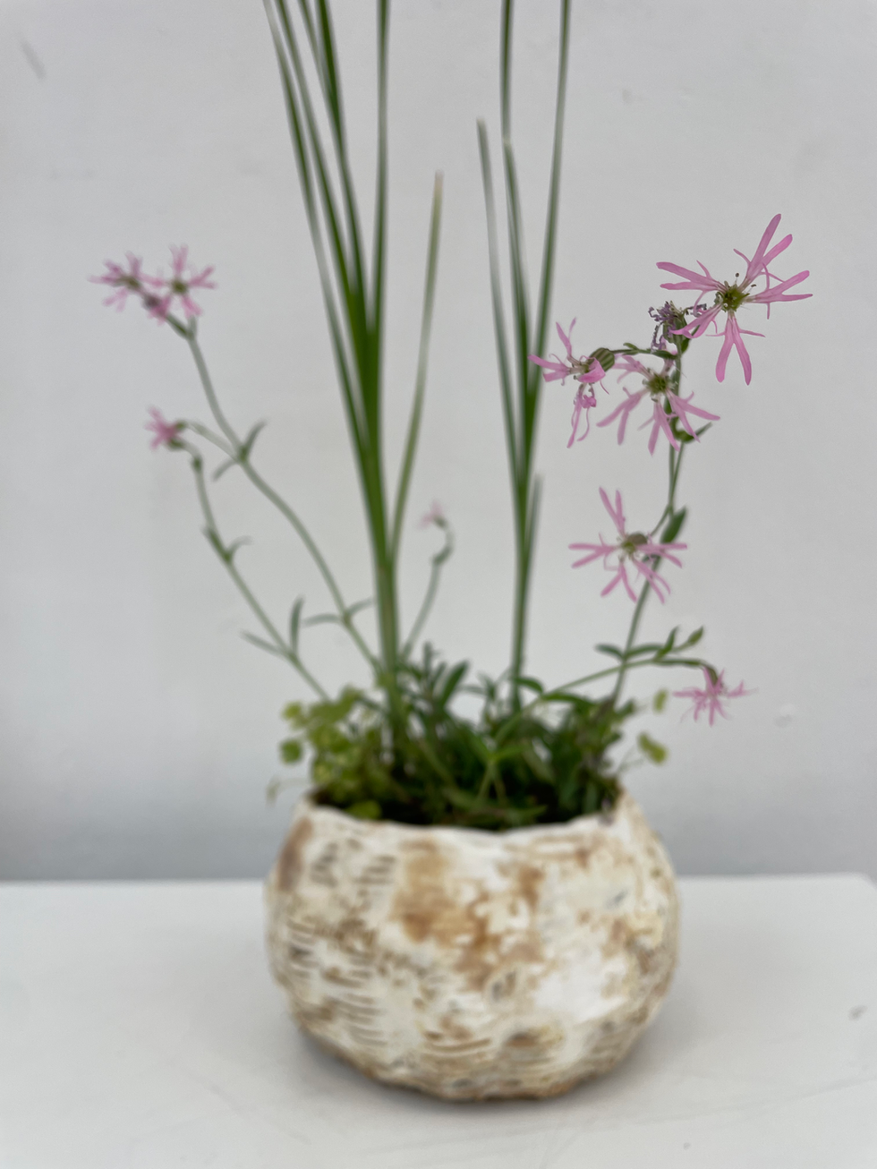 Smaller Sanctuaria Aquatica prototype made out of rotan and mycelium