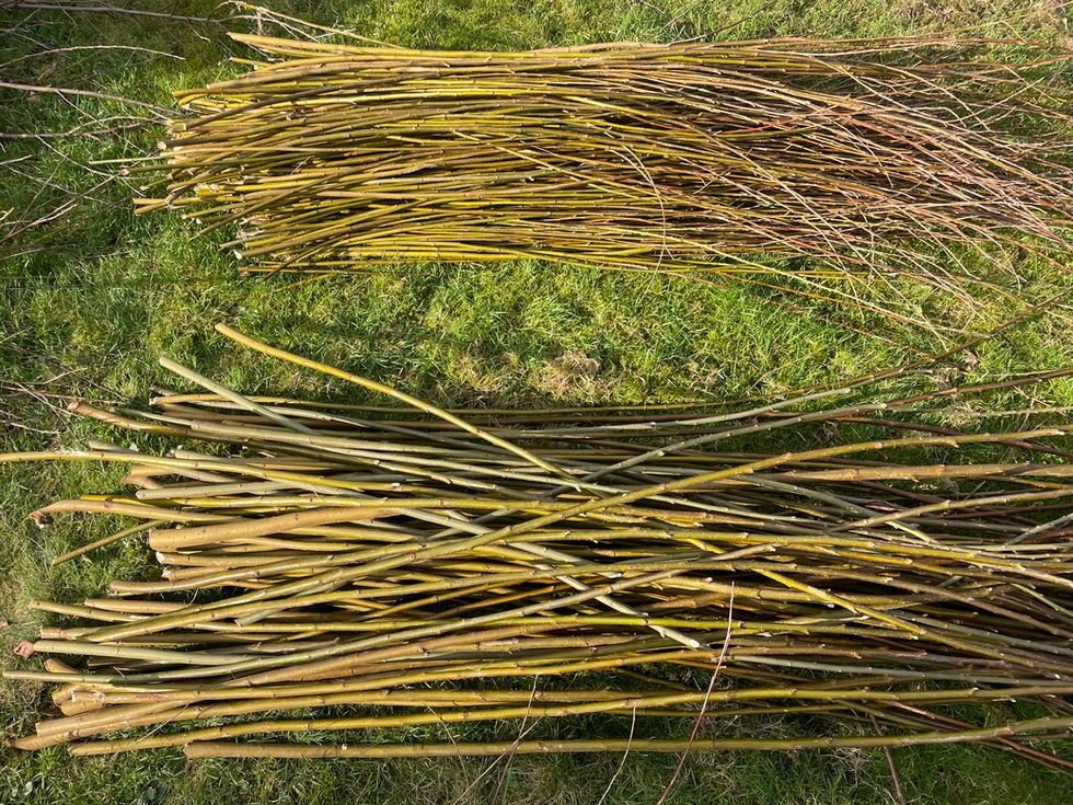 Willow branches