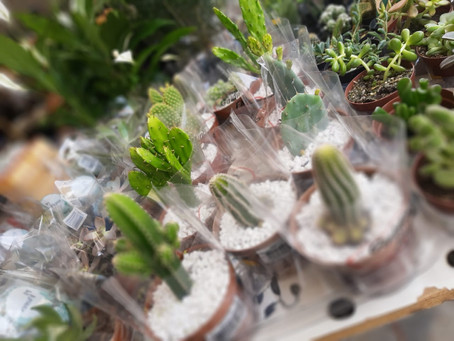 Cactos