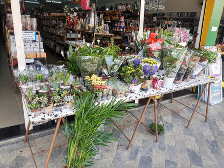 Plantas e flores