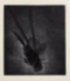 Biodiversity – insect 4 万物生∙蜉 4, 2018