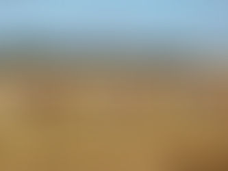 GRASS TETANY IN COWS