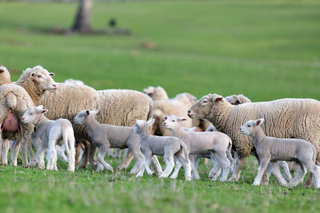 YOUR GUIDE TO A SUCCESSFUL LAMBING