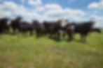 BBC_Header_Angus 175496430
