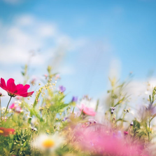 Dyed Flowers Experiment