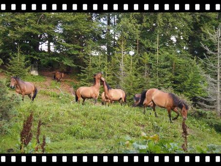 ❓Чи можна назвати наших коней дикими❓