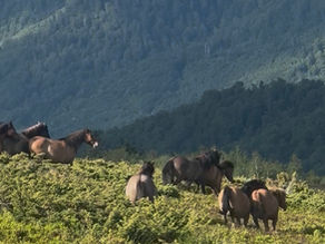 Місце сили і свободи: про наш кінний клуб у серці Карпат