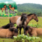 Пригоди Мудрика