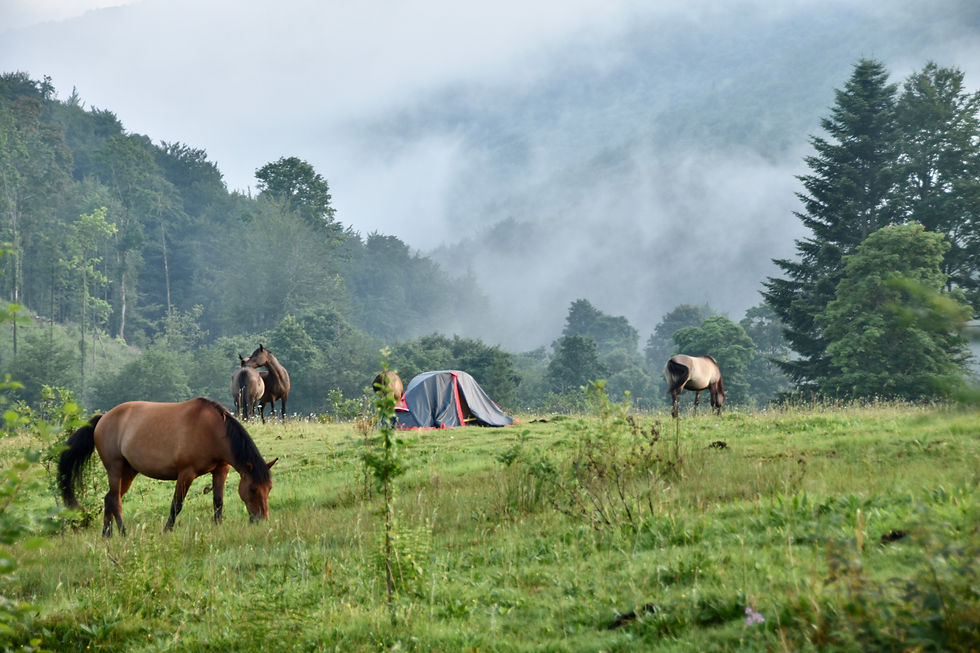 11 днів на полонині з табуном коней 20-30.07.2026