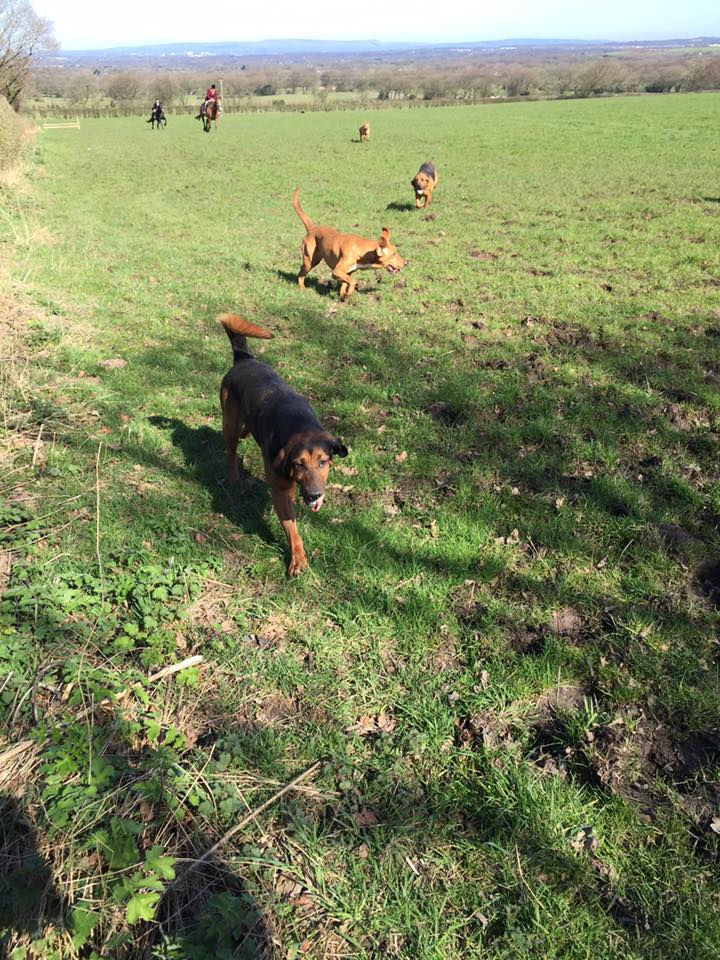 17424990_10154317230305936_8684666250691422575_n