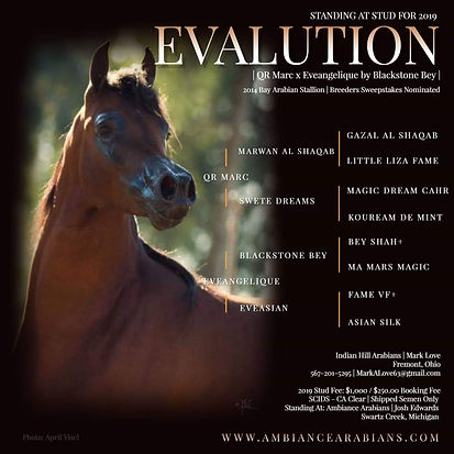 Evalution Stallion ad 1.jpeg