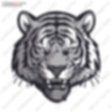 Tiger_024