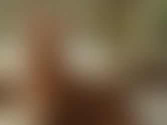 Panduan makanan kucing bengal