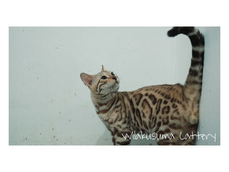 Manfaat Memelihara Kucing Menurut Sains