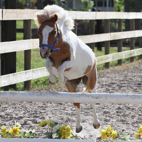 Riverbend Equestrian Riding Center - Riverbend Equestrian Center - Florida