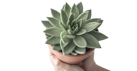 Succulent