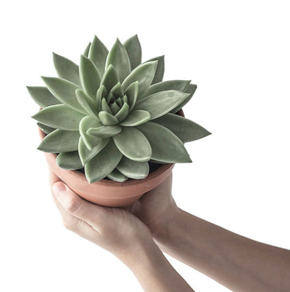 Succulent