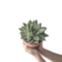Succulent