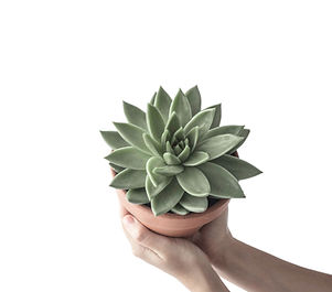 Succulent 