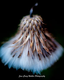 Jane Craig Walker_Ballerina Thistle.jpg