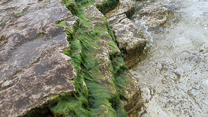 Cladophora algae growing on bedrock.