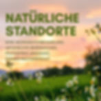 Miniaturbild: Brandt-Sommerblütenhonig