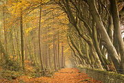 An atmospheric view of an autumn avenue of trees in the Peak District