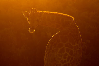 Angolan giraffe, rim-lighted at dusk, Twyfelfontein, Namibia