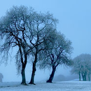 Frost-covered trees in a snowy landscape