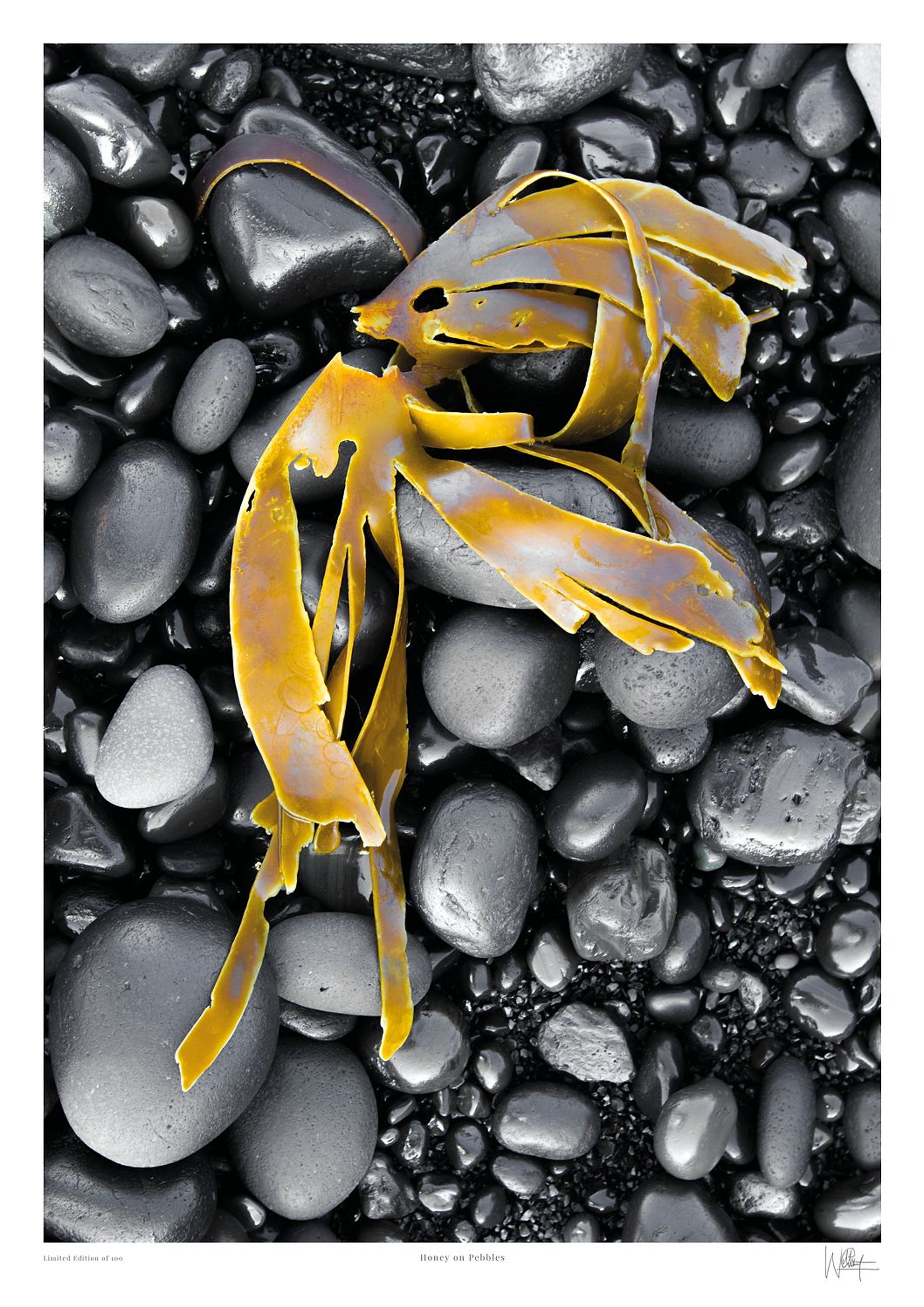 Limited edition fine art abstract print of golden seaweed glistening on wet black pebbles in Iceland by Will Gray
