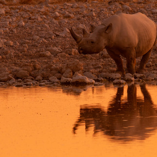 A black rhinoceros at a waterhole in Etosha at dusk, reflected in the water