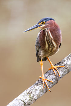 A green heron a branch above a pond