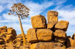 Dolerite boulders and quiver tree at the Giant's Playground, Namibia, Will Gray Photography