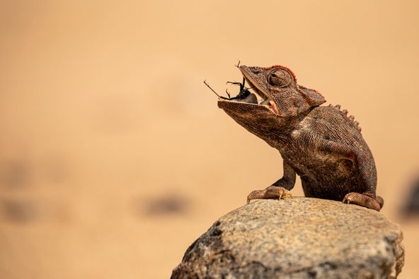 Namaqua chameleon eating a tok-tokkie beetle, Namibia, Will Gray Photography