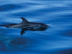 Spot Bottlenose Dolphins, Basking Sharks and Barrel Jellyfish in Cornwall