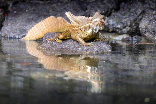 A basilisk lizard rests near the water's edge, its body reflected on the calm surface. Photographed in Costa Rica