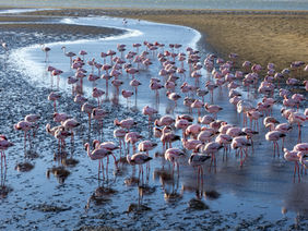 A flock of flamingos rests on the mudflats, their heads resting on their backs