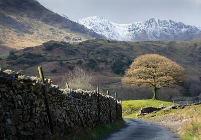 Lone tree in the Little Langdale Valley of Cumbria's Lake District, with snowy mountains in the background