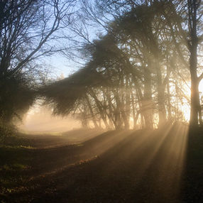 Golden sunbeams filtering through misty forest trees