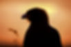 Eagle silhouette at sunset, ideal for a photography holiday