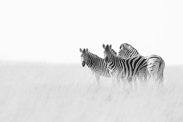 Plains zebra in black and white, Etosha National Park, Namibia