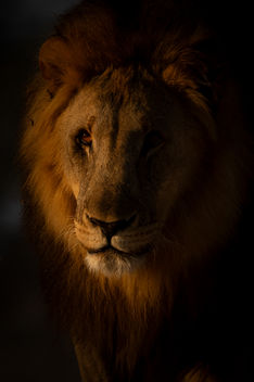 Male lion portrait, golden light, big cat, Onguma Private reserve, Etosha, Namibia