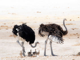 A family nof ostrich walk across the hot dusty plains of Etosha, with tiny chicks